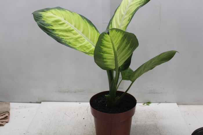 <h4>DIEFFENBACHIA TROPIC MARIANA P17</h4>