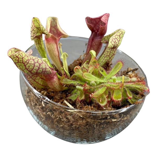 <h4>Vleesetende planten in bolvormige schaal klein</h4>