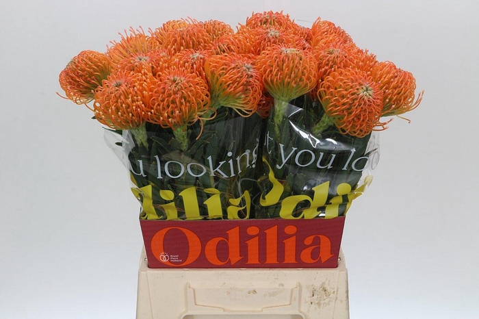 <h4>Nutans Ayoba Peach</h4>