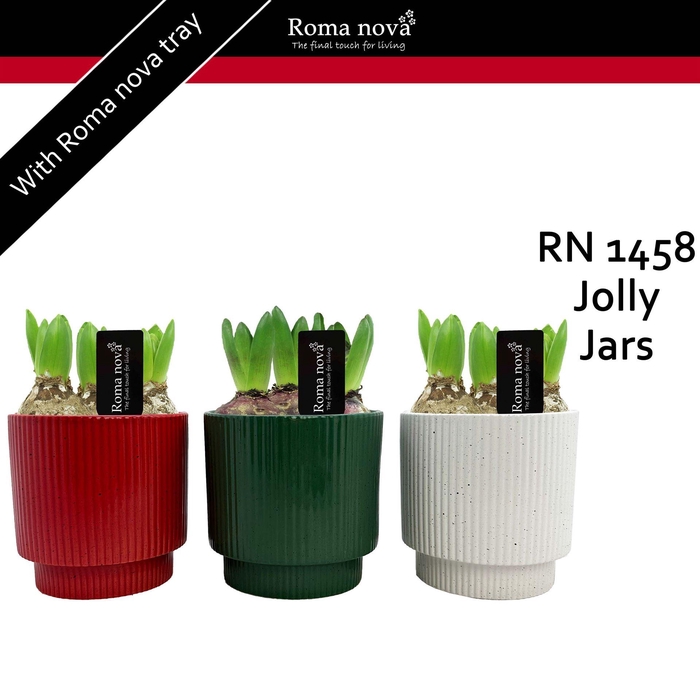 <h4>Arr.  Hyacinthus L%</h4>