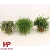 Rhipsalis Mix