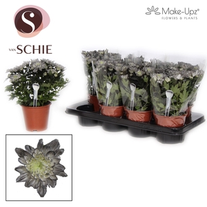 Ch Grandezza Make-Upz® Black