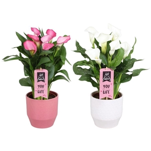 Zantedeschia gemengd Calla Moederdag mix in Jady keramiek