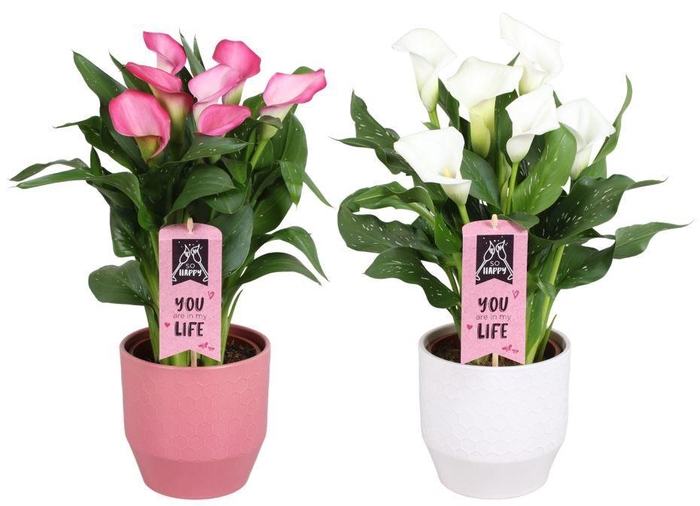 <h4>Zantedeschia gemengd Calla Moederdag mix in Jady keramiek</h4>