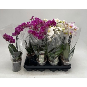 PHAL GEM