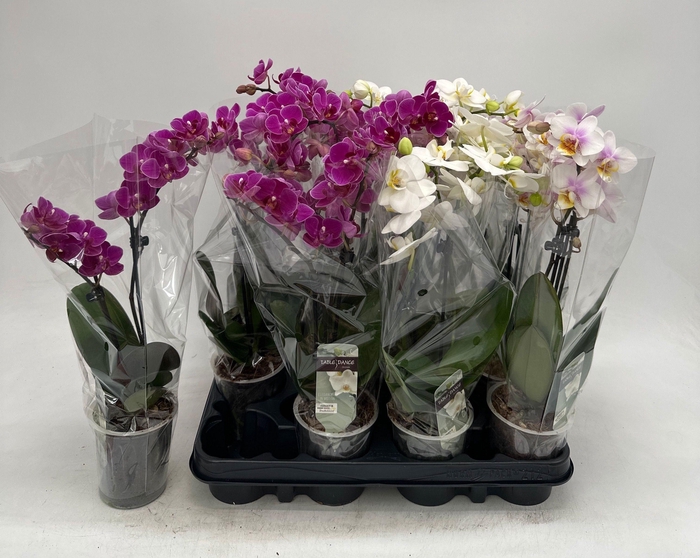 <h4>PHAL GEM</h4>