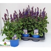 SALVIA BLUE MARVEL