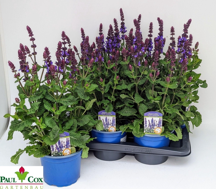 SALVIA BLUE MARVEL