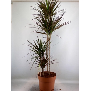 Dracaena marg. 'Magenta'