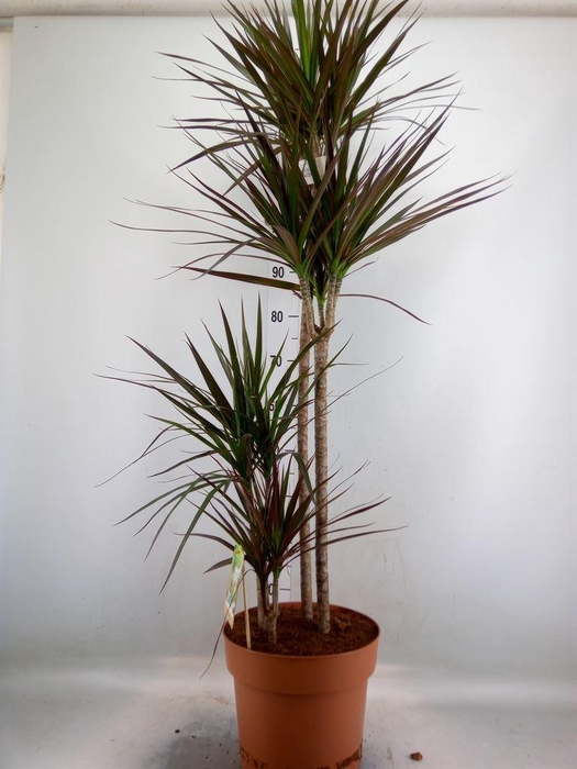 <h4>Dracaena marg. 'Magenta'</h4>