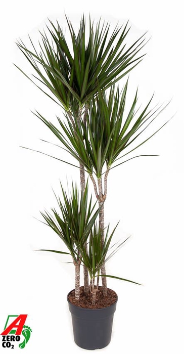 <h4>Dracaena marg.</h4>