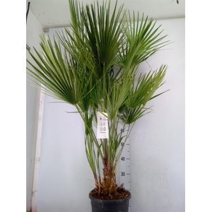 Chamaerops humilis