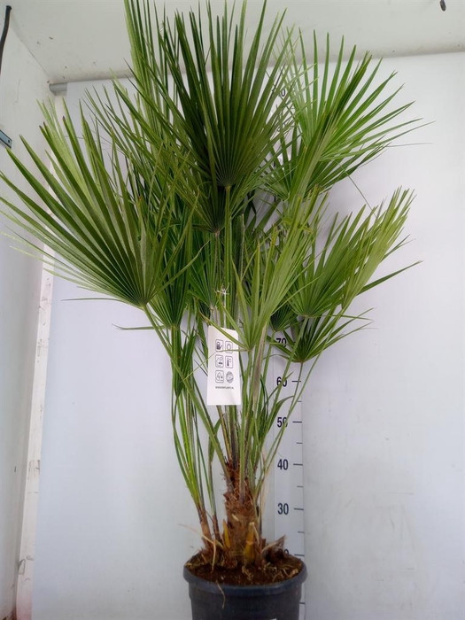 <h4>Chamaerops humilis</h4>