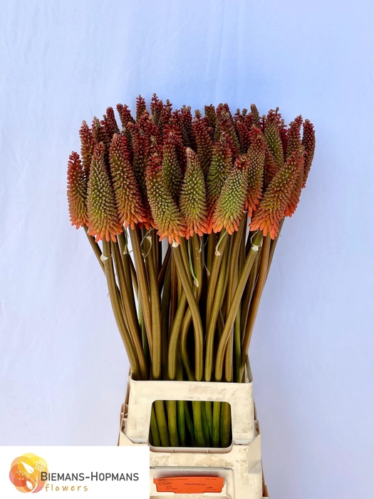 <h4>KNIP ALCAZAR</h4>