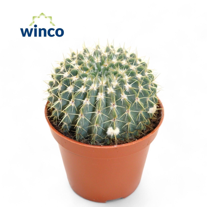 <h4>Buiningia Brevicylindrica</h4>