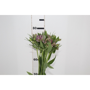 ALSTROEMERIA PLATINA 080 CM