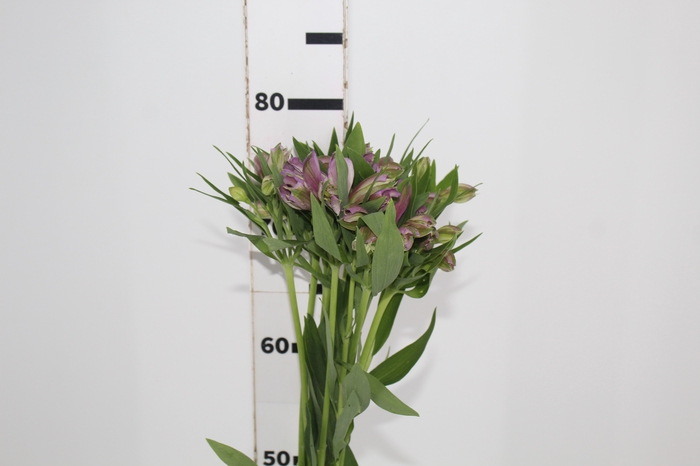 <h4>ALSTROEMERIA PLATINA 080 CM</h4>