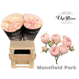 R TR MANSFIELD PARK