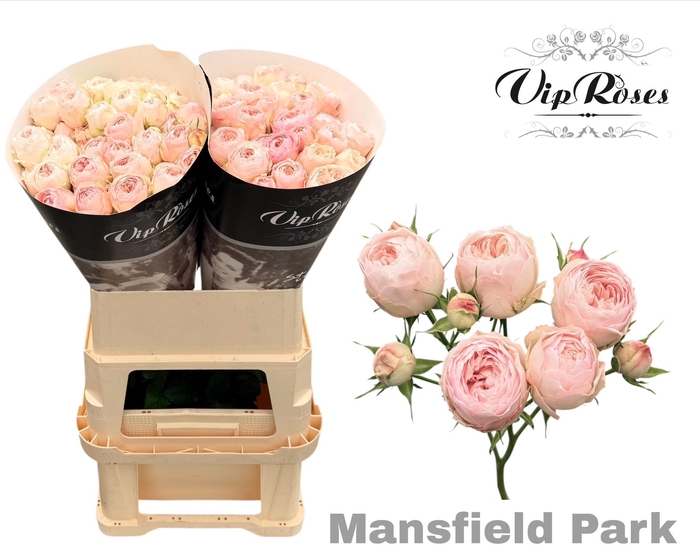 <h4>R TR MANSFIELD PARK</h4>