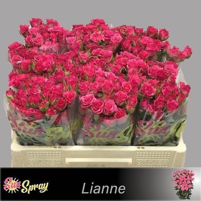 <h4>Rosa spray lianne</h4>