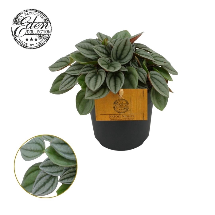 <h4>Peperomia Napoli Nights 10,5cm</h4>