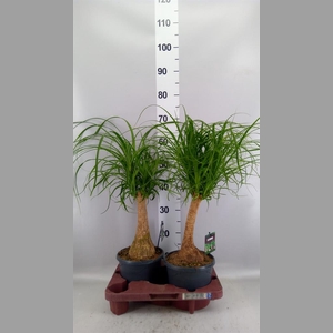 Beaucarnea recurvata
