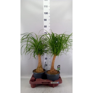 Beaucarnea recurvata