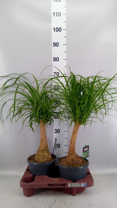 <h4>Beaucarnea recurvata</h4>