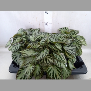 Begonia BD 'Silver Jewell'