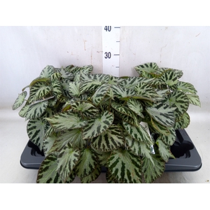 Begonia BD 'Silver Jewell'