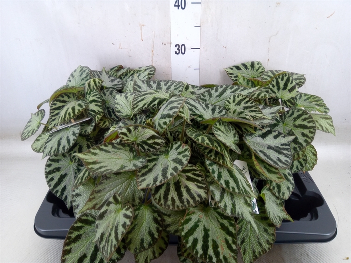 <h4>Begonia BD 'Silver Jewell'</h4>