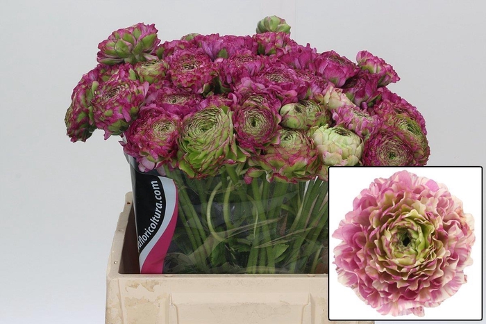 <h4>RANUNCULUS OV</h4>