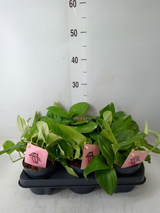 <h4>Scindapsus   ...</h4>