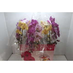 PHAL. CASC. ESP. 2 HT P15 2 HA MULT