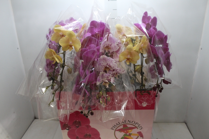 <h4>PHAL. CASC. ESP. 2 HT P15 2 HA MULT</h4>