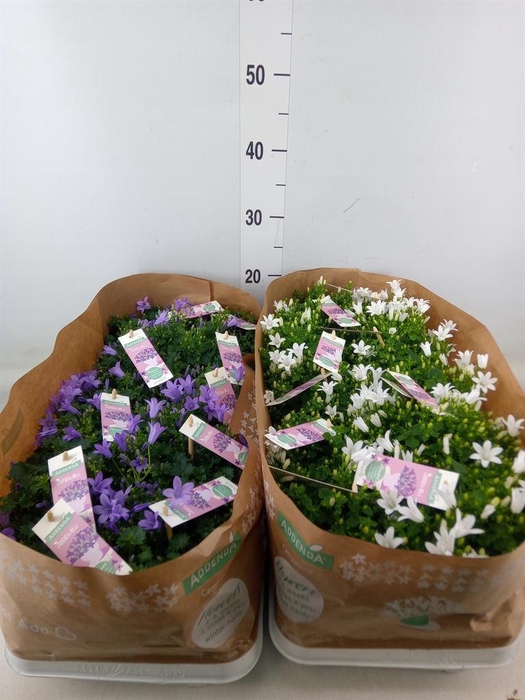 <h4>Campanula   ...</h4>