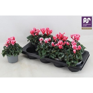 CYCL KL METIS FANTAS