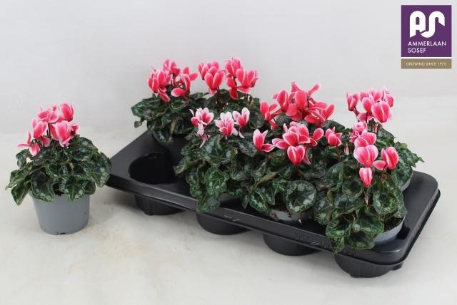 <h4>CYCL KL METIS FANTAS</h4>