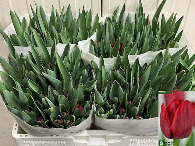 <h4>TU EN ILE DE FRANCE</h4>