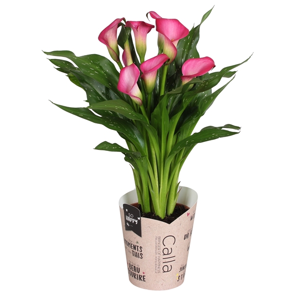 <h4>Zantedeschia Zazu SoHappyCalla roze met bruine gift potcover</h4>