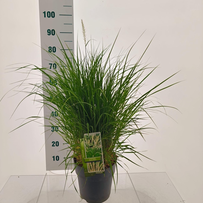 Pennisetum orientale