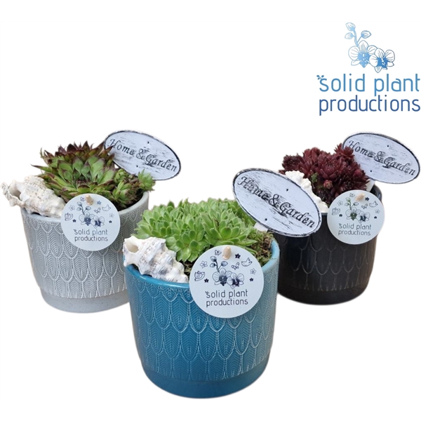SMP001 Ariël Navy Sempervivum