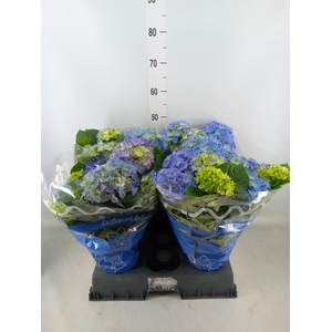 Hydrangea mac. 'Early Blue'