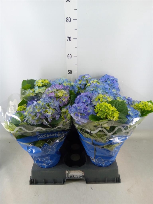 <h4>Hydrangea mac. 'Early Blue'</h4>