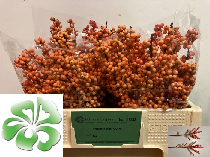 <h4>ILEX VE WINTER GOLD</h4>