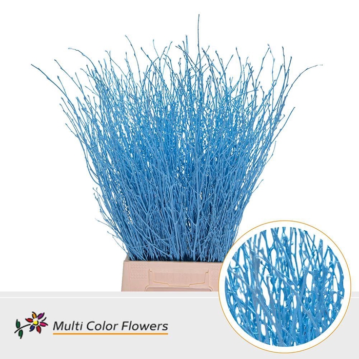 <h4>Betula Birch Blue Light</h4>