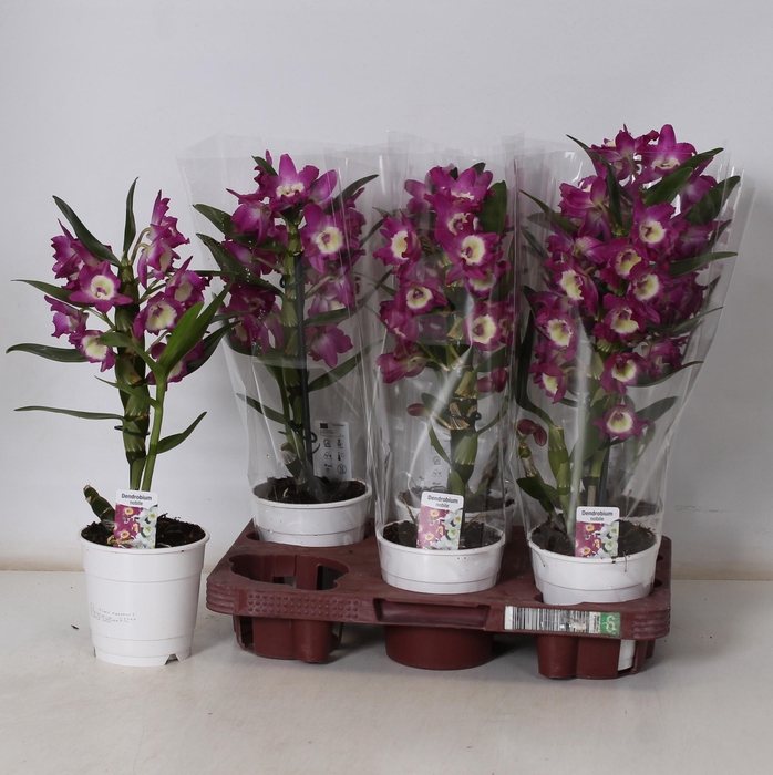 <h4>DEND NOBILE</h4>