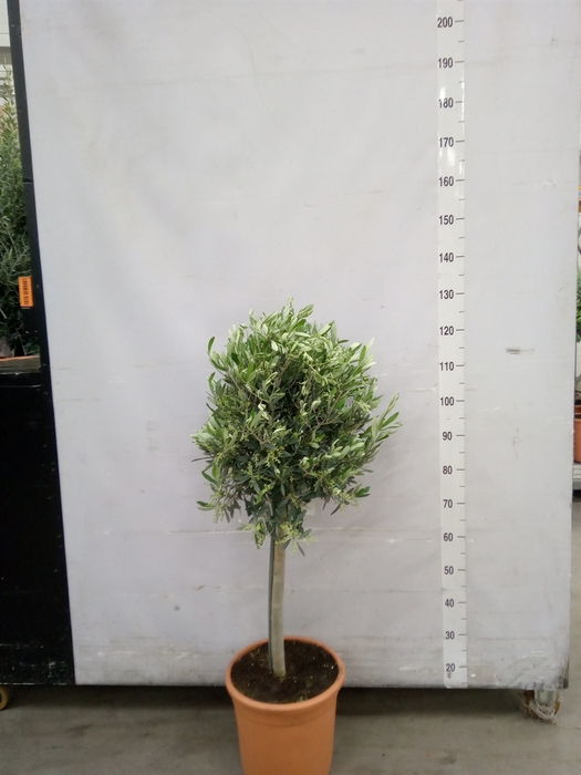 <h4>Olea europaea</h4>