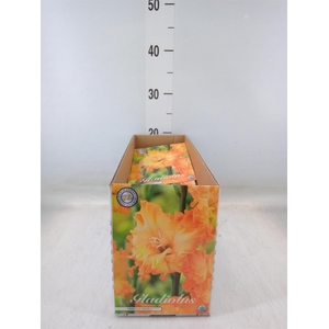 Gladiolus   ...flowerbulbs