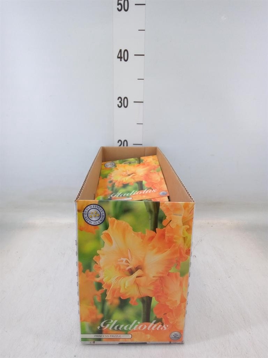 <h4>Gladiolus   ...flowerbulbs</h4>